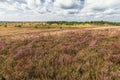 A wide overview of the Luneburger Heide Royalty Free Stock Photo