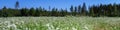 Wide panorama of beautiful summer field full with cow parsley white flowers, blurry forest with blue sky at background. Flowers Royalty Free Stock Photo