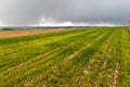 Wide panorama of green fresh wheat or corn field on background of distant city buildings and trees under cloudy blue sky. Summer Royalty Free Stock Photo