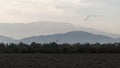 Wide panorama of mountain silhouettes and flock of birds above plowed farm field Royalty Free Stock Photo