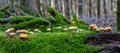 Wide panorama with mushrooms growing on a log covered with moss Royalty Free Stock Photo