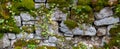 Wide panorama of a old natural stone wall covered with green and brown moss and ivy for natural background Royalty Free Stock Photo