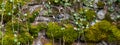 Wide panorama of a old natural stone wall covered with green and brown moss and ivy for natural background Royalty Free Stock Photo