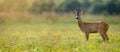 Wide panoramic banner of roe deer buck standing on a meadow in summer at sunset Royalty Free Stock Photo