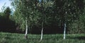 Wide panoramic beautiful summer landscape with forest and green grass. Birch forest. Birch Grove. White birch trunks Royalty Free Stock Photo