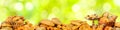 Wide panoramic photo bread products on green background Royalty Free Stock Photo