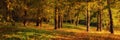 wide panoramic view of the autumn morning hilly park with deciduous trees and fallen leaves. gold autumn. colorful bright colors Royalty Free Stock Photo