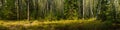 Wide panoramic view of a mixed birch-spruce forest with grass in the foreground and lateral sunlight in warm September weather Royalty Free Stock Photo