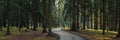 wide panoramic view of the morning shady pine forest or park with a winding s-shaped asphalt road into the depths of the forest, Royalty Free Stock Photo