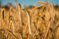 Premature ripe barley in Brandenburg / Germany