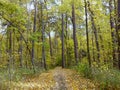 A wide path in the autumn forest Sunny and quiet day