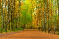 Wide path in autumn park