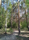 Wide path in a beautiful summer pine forest Royalty Free Stock Photo