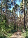 Wide path in a beautiful summer pine forest Royalty Free Stock Photo