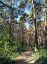 Wide path in a beautiful summer pine forest Royalty Free Stock Photo