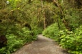 Wide path leading into rainforest in Tongass National Forest, Alaska