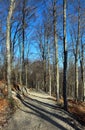wide path in the middle of the forest of bare trees in autumn without people Royalty Free Stock Photo