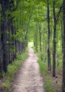 Dirt road in an oak grove in summer