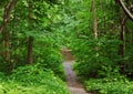 Dirt road in an oak grove in summer