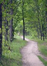 Dirt road in an oak grove in summer