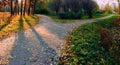 A wide path in the rays of the setting sun on the outskirts of the park is divided into two paths, diverging in different