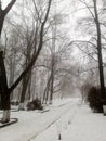 A wide path runs along tall old deciduous trees and small conifers in the snow-covered city park. Foggy day. Soothing photography