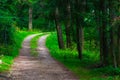 A wide path in the summer green forest