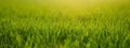 Copy space background of fresh green grass against setting Royalty Free Stock Photo