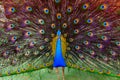 Wide portrait of beautiful dancing peacock with vibrant colors