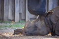 A wide portrait of a rhino or rhinoceros lying on the ground with its head in the frame. The animal has a horn and is resting or Royalty Free Stock Photo