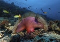 Wide range of underwater images on the Maldives