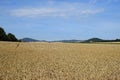 wide ripe wheat fields with two volcano hills behind Royalty Free Stock Photo