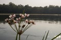 Wide river flowing across green forest. Fall. Evening. Reflections of trees in the calm water. Sundown. Flowering rush blooming Royalty Free Stock Photo