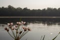 Wide river flowing across green forest. Fall. Evening. Reflections of trees in the calm water. Sundown. Flowering rush blooming Royalty Free Stock Photo