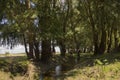 Wide river and small creek in summer meadow. Poplar fluff. June, july Royalty Free Stock Photo