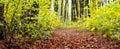 The wide road is covered with fallen leaves in the autumn forest. Forest in early autumn Royalty Free Stock Photo