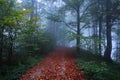 Wide road covered with fallen orange leaves, on the sides of which the trees grow with still green and already yellow leaves. Royalty Free Stock Photo