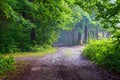 The wide road among giant trees leads to the fairy forest in haze.