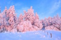 A wide road leads into the forest with trees covered with snow, illuminated by a gentle morning pink light. The wooden fence. Royalty Free Stock Photo