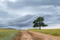 A wide road stretching into the distance and lonely tree against the backdrop of endless fields and hills on cloudy day. Royalty Free Stock Photo