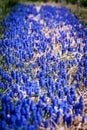 Wide Row of Bright Blue Hyacinths