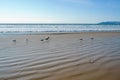 Wide sandy beach at low tide, and flock of birds, blue ocean, and beautiful blue sky in the background, California Royalty Free Stock Photo