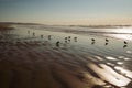 Wide sandy beach at low tide at sunset, and flock of birds on the beach, California Royalty Free Stock Photo