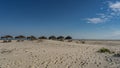 On the wide sandy beach, straw sun umbrellas and deck chairs stand in a row.