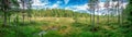 Wide Scenic panorama view from marsh edge at wet green field and small swamp with pine tree forest around, blue sky with white