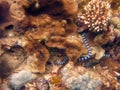 Wide selective shot of a banded sea krait among coral reefs