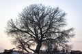 Wide shoot of tree silhouette shoot at sunset time Royalty Free Stock Photo