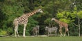 Wide Shot Of A Baby Giraffe Near Its Mother And Two Zebras With Green Trees In The Background