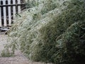 Bamboo leaves bent to the ground covered in ice Royalty Free Stock Photo