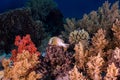 Wide shot of a Blacktip grouper Epinephelus fasciatus Royalty Free Stock Photo